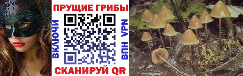 Галлюциногенные грибы Cubensis  Новая Усмань 